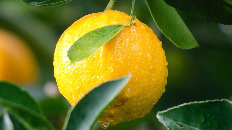 微量离心管：实验室不可或缺的“小助手”**